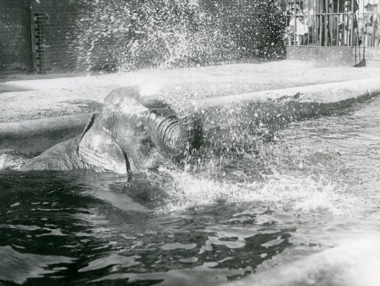 Indianani badar i hennes pool. London Zoo, augusti 1923 (bw-foto) av Frederick William Bond