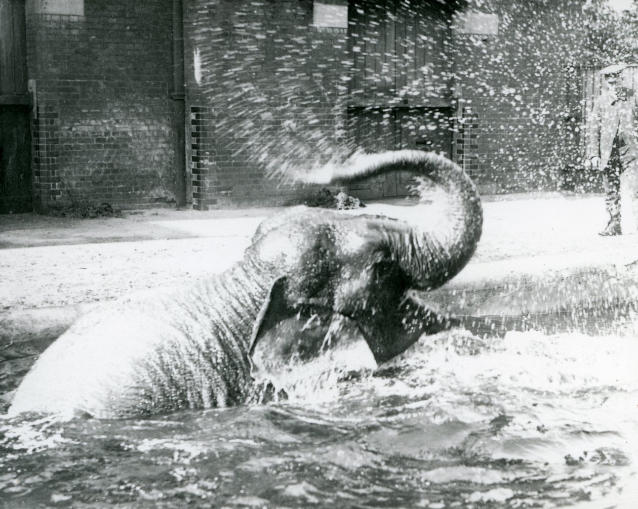 Indianani badar i sin pool, London Zoo, augusti 1923 (bw-foto) av Frederick William Bond