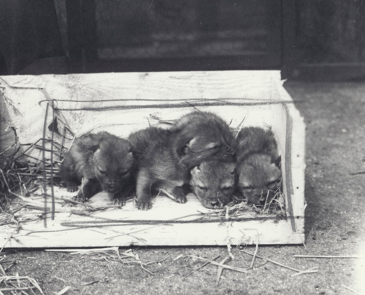 Schakalvalpar i en låda, 1915 av Frederick William Bond