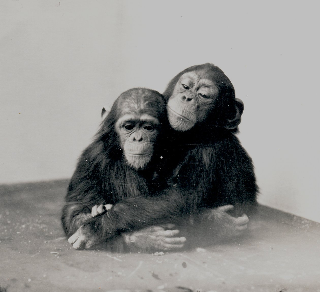 Johnnie och en vän, två av ZSL London Zoos schimpanser, 1923 av Frederick William Bond