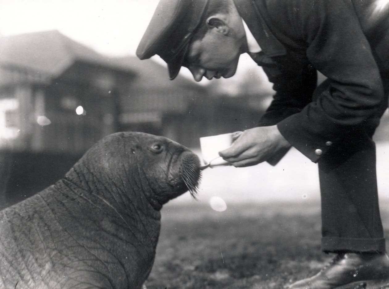 Keeper Arthur Chandler ger torskleverolja till en valross, 1923 av Frederick William Bond