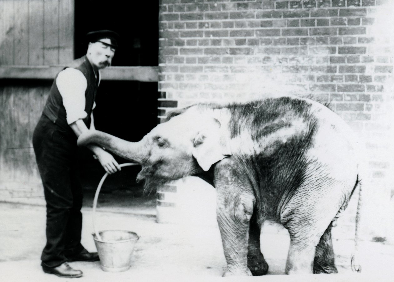 Väktaren Charles Eyles matar en asiatisk elefantbebis med en slang på London Zoo 1913 av Frederick William Bond