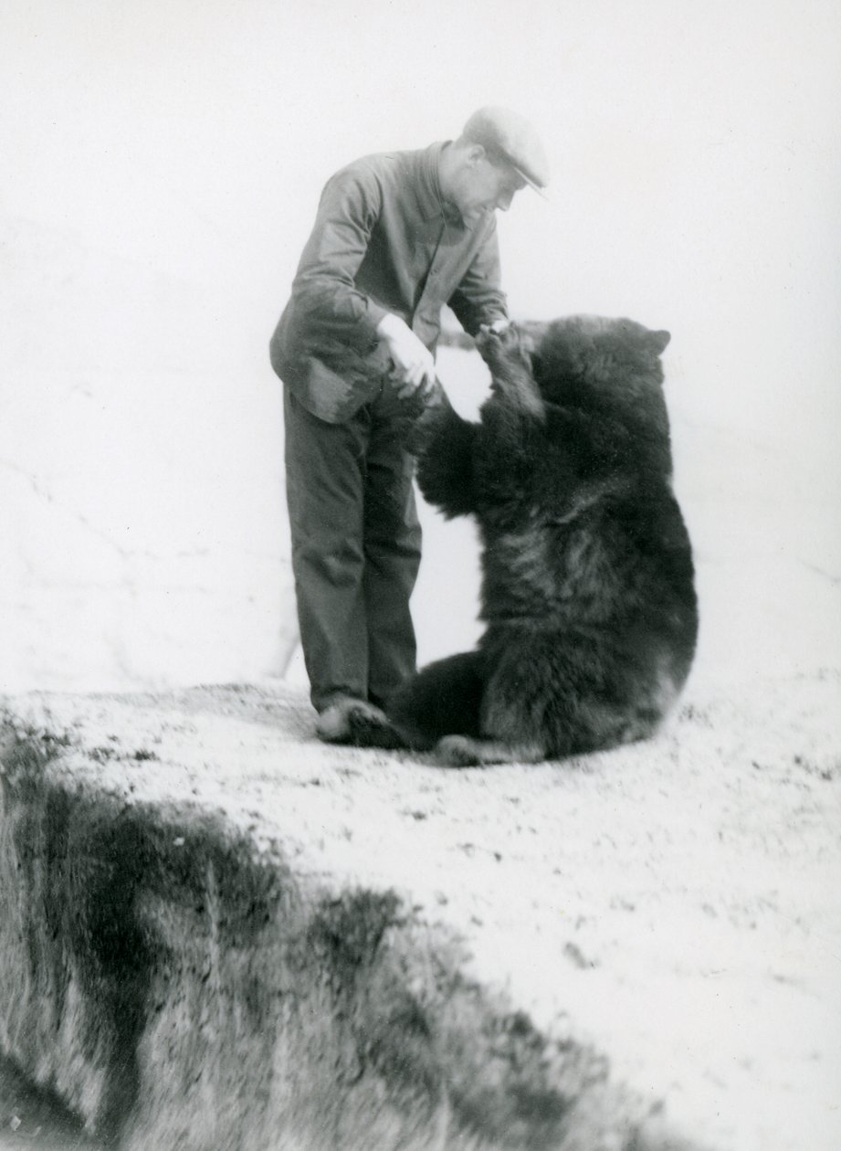 Keeper Charlie Philips håller hand med en sittande svartbjörn på London Zoo, före 1930 (bw-foto) av Frederick William Bond