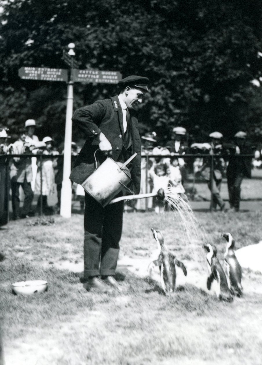 Keeper, Ernie Sceales, ger tre pingviner en dusch från en vattenkanna, London Zoo, 1919 av Frederick William Bond