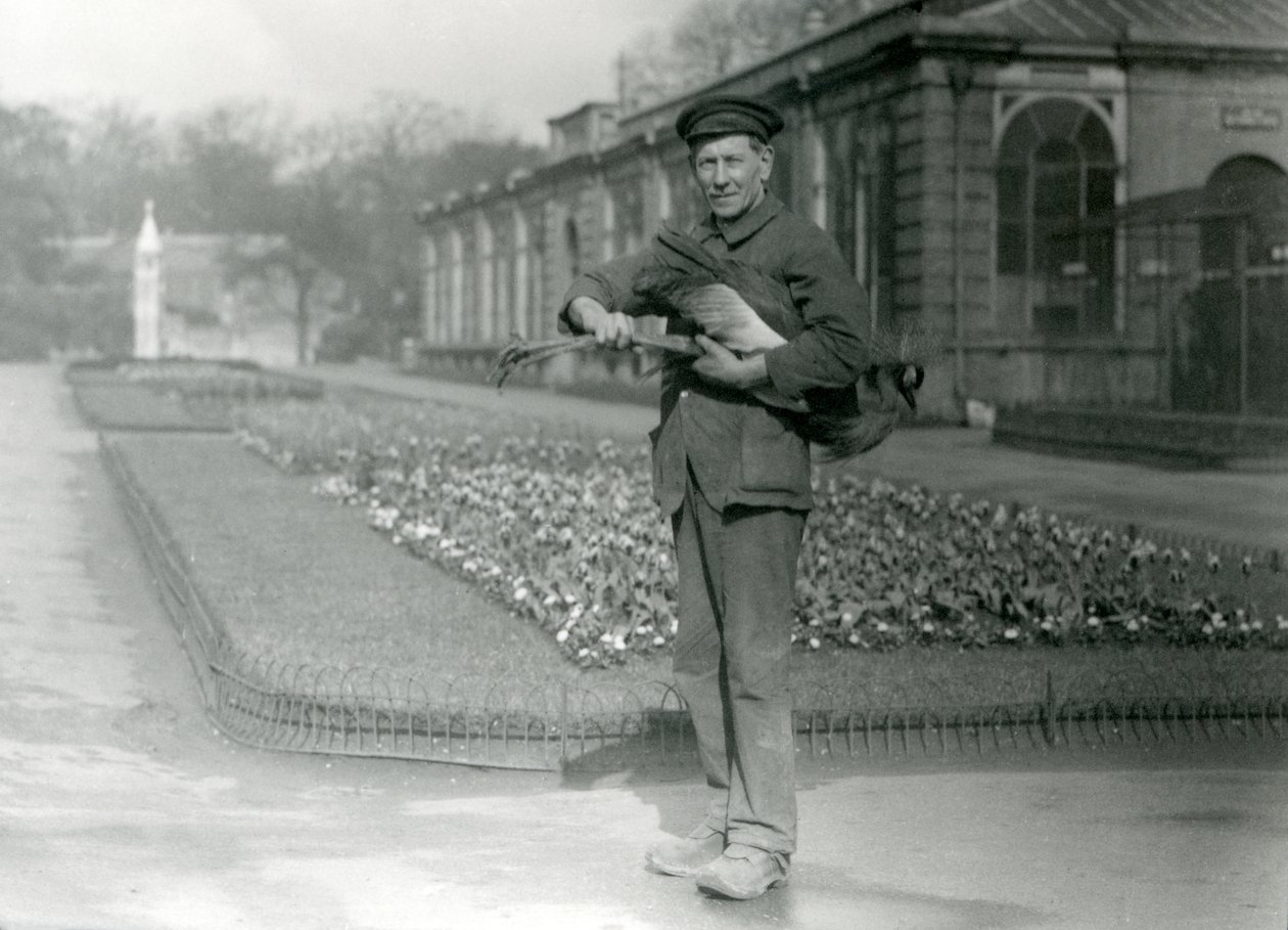 Keeper G. Blore bär en grå krönt kran, London Zoo, maj 1923 (bw foto) av Frederick William Bond