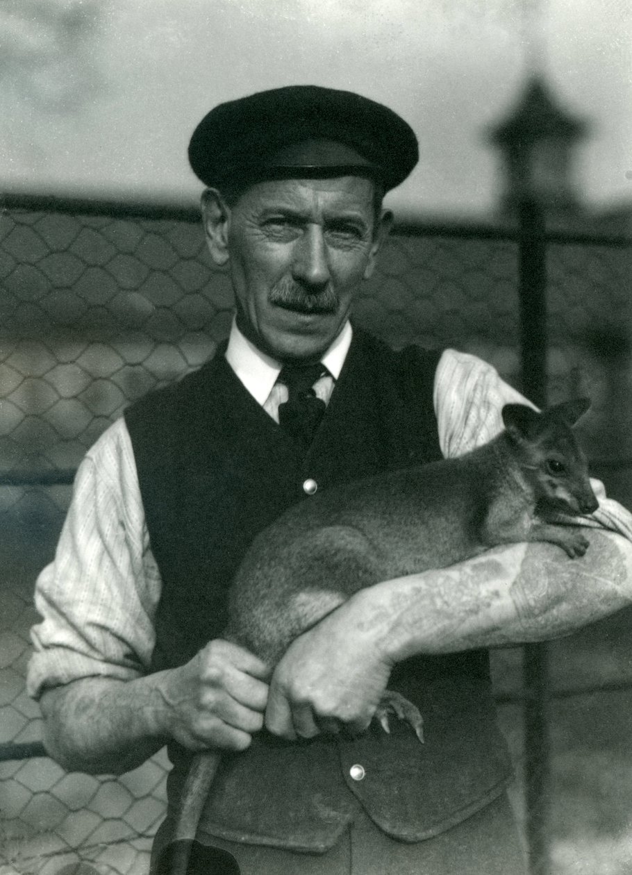 Keeper G. Blore håller en Wallaby på London Zoo, oktober 1920 av Frederick William Bond