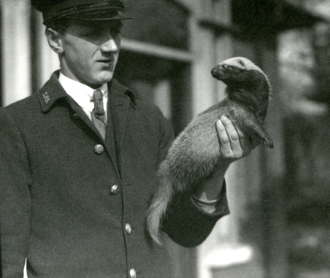 Keeper Leslie Flewin håller en Grison, London Zoo, 1923 (bw-foto) av Frederick William Bond