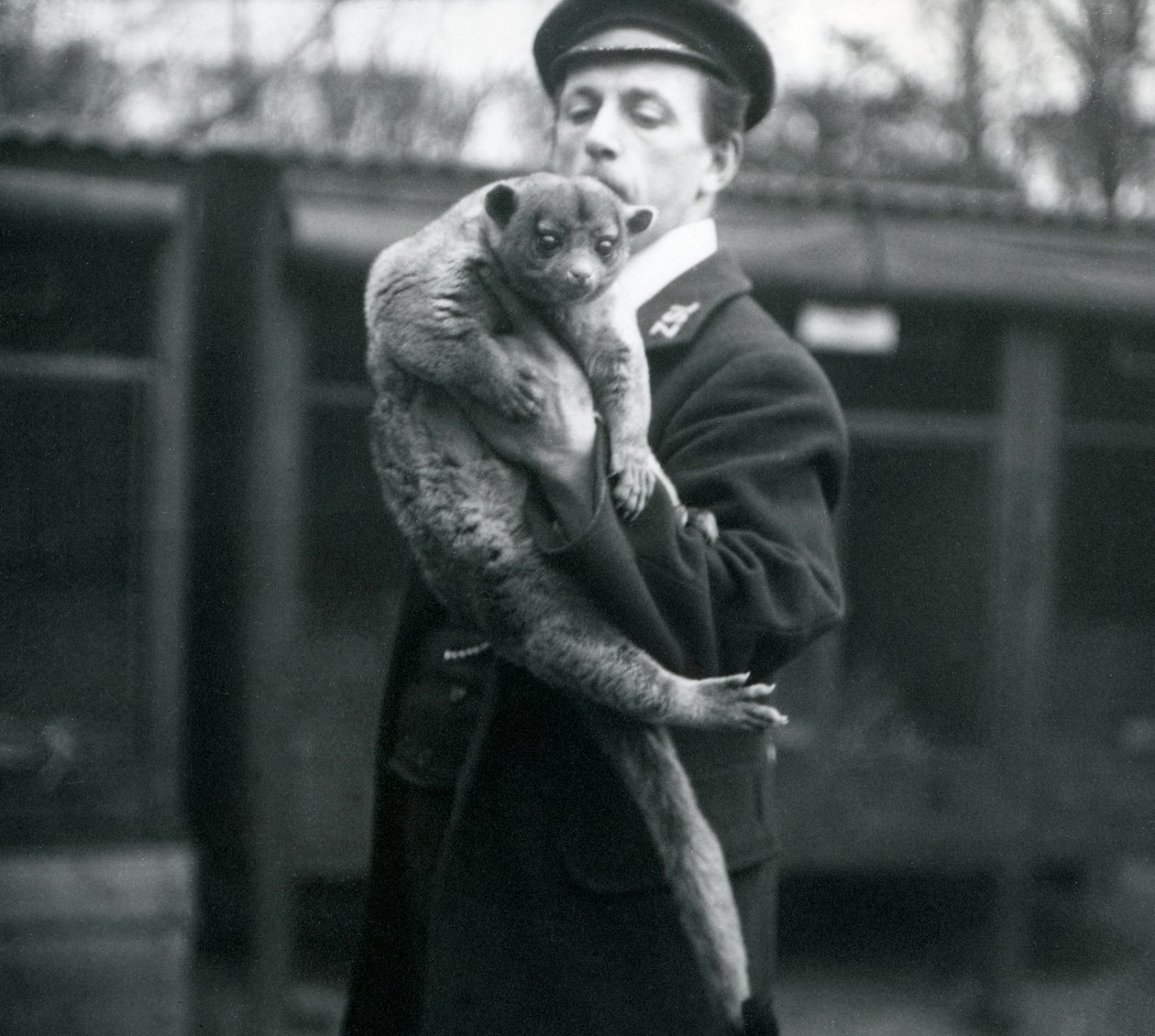 Väktaren Leslie Martin Flewin håller en Kinkajou i London Zoo, februari 1913. av Frederick William Bond