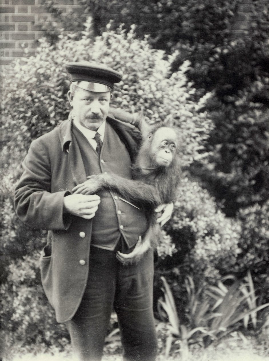 Vårdare Z. Rodwell håller en ung orangutang på London Zoo, oktober 1913. av Frederick William Bond
