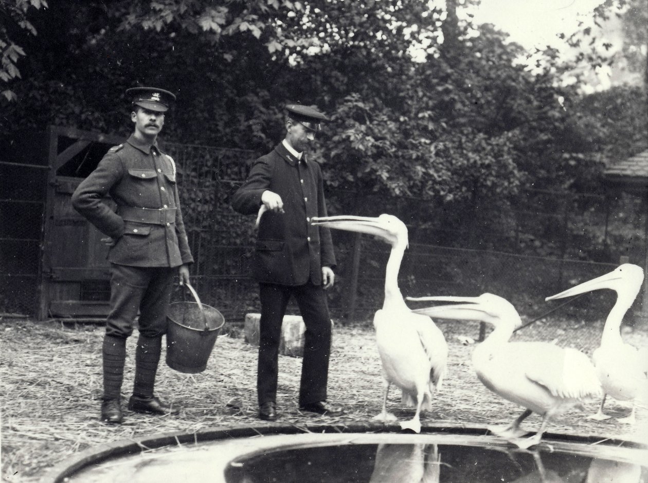 Keepers Alf Taylor (höger) och Bodman (vänster) matar fisk till pelikaner vid poolen i London Zoo, oktober 1915 av Frederick William Bond