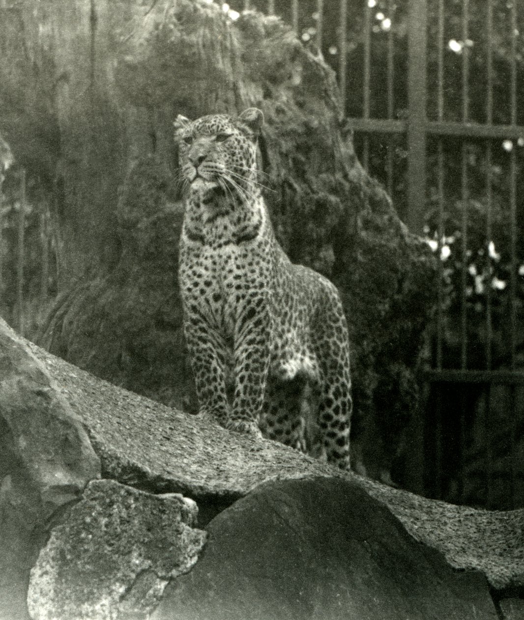 Leopard Rex står på stenar i sitt inhägnad vid London Zoo, 1923 (bw-foto) av Frederick William Bond