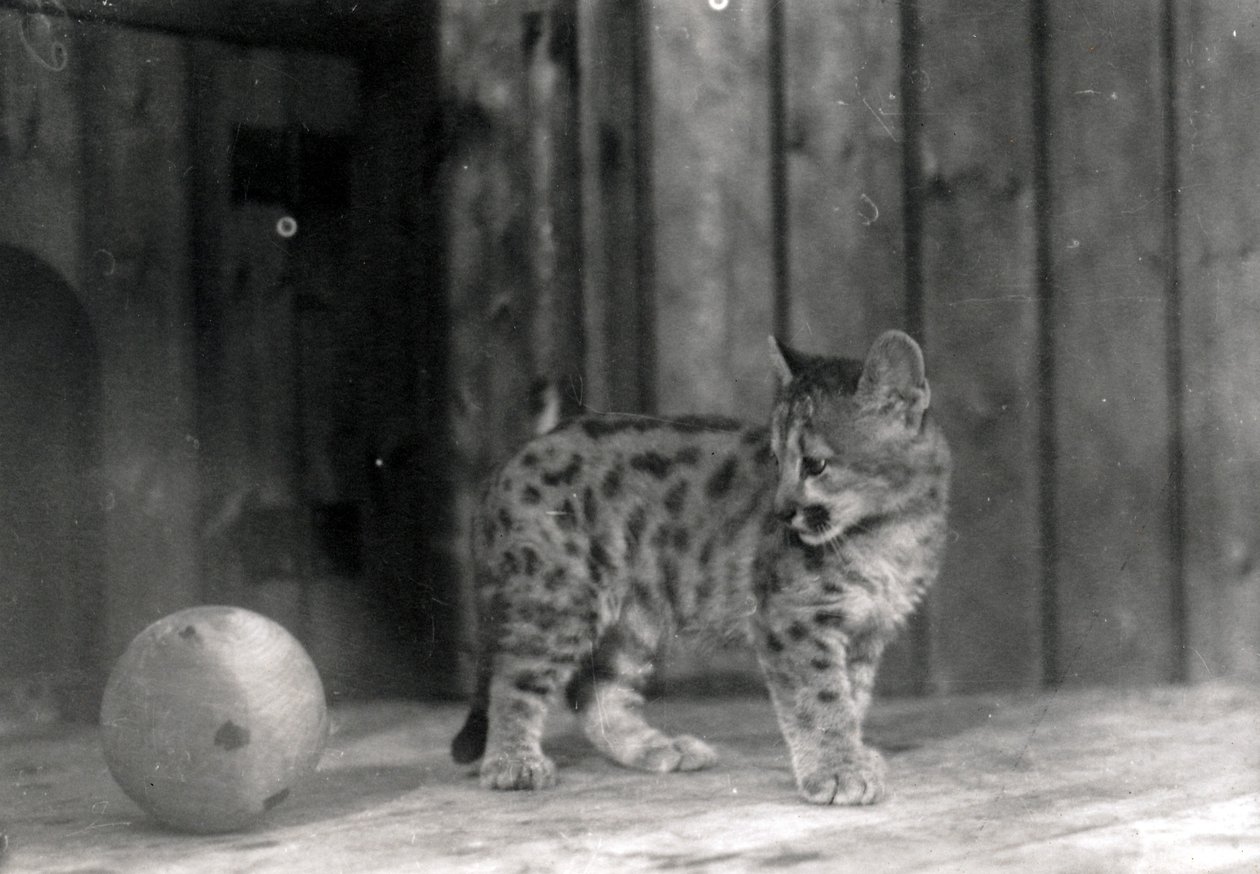 Leopardunge med en boll av Frederick William Bond