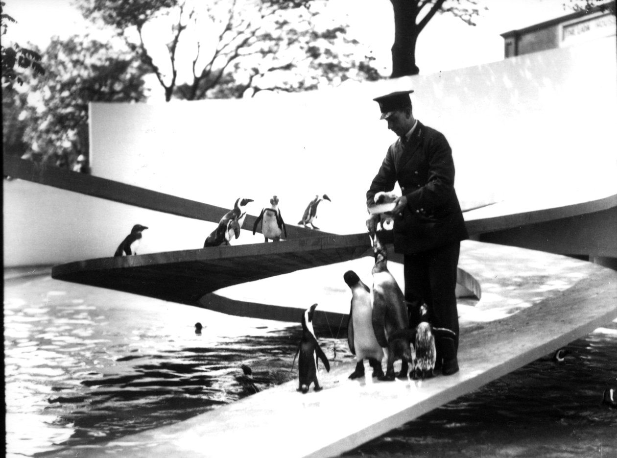 Lubetkin Penguin Pool, januari 1934 av Frederick William Bond