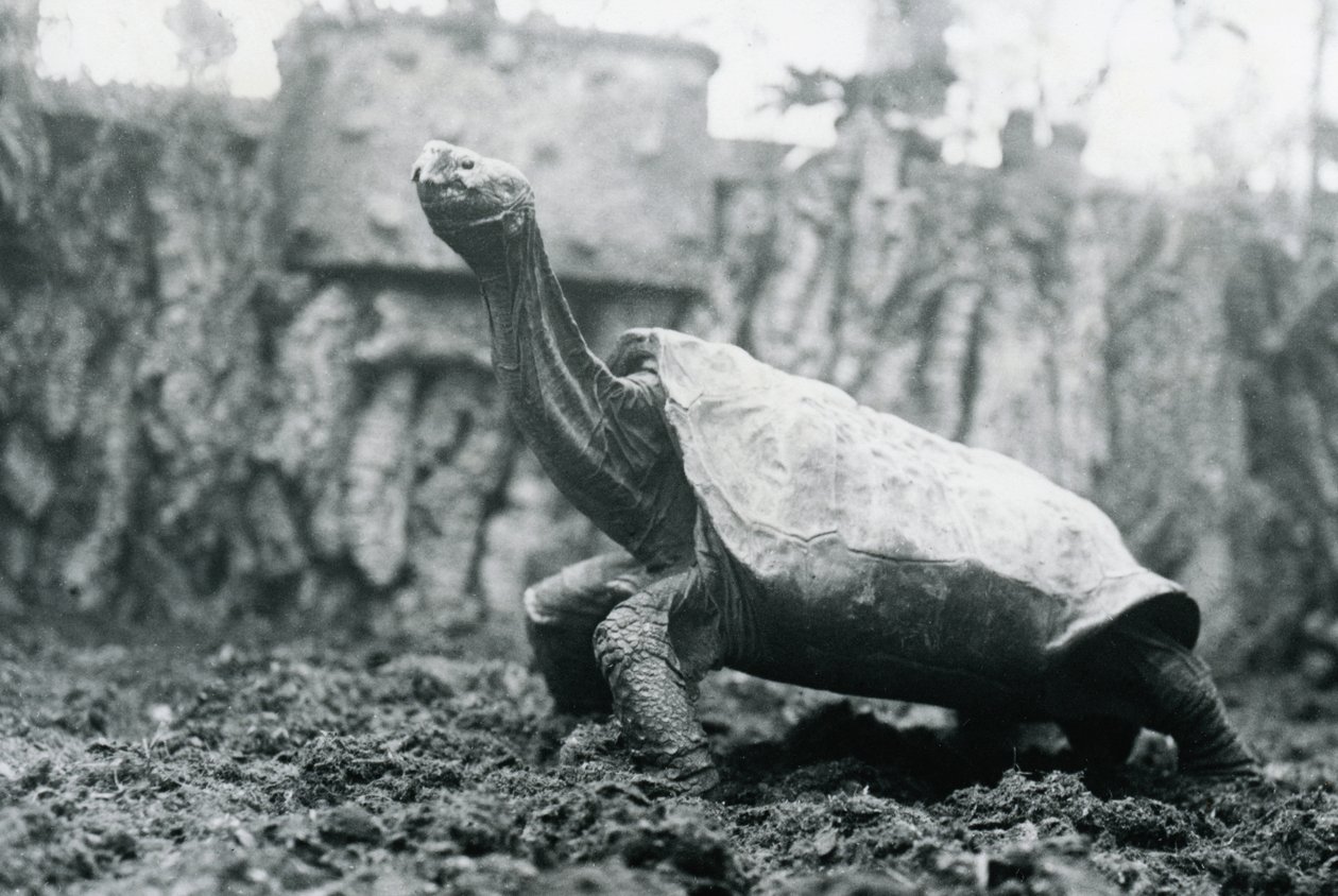 Hane Abingdon eller Pinta Island Giant Tortoise på London Zoo, 20 januari 1914 av Frederick William Bond