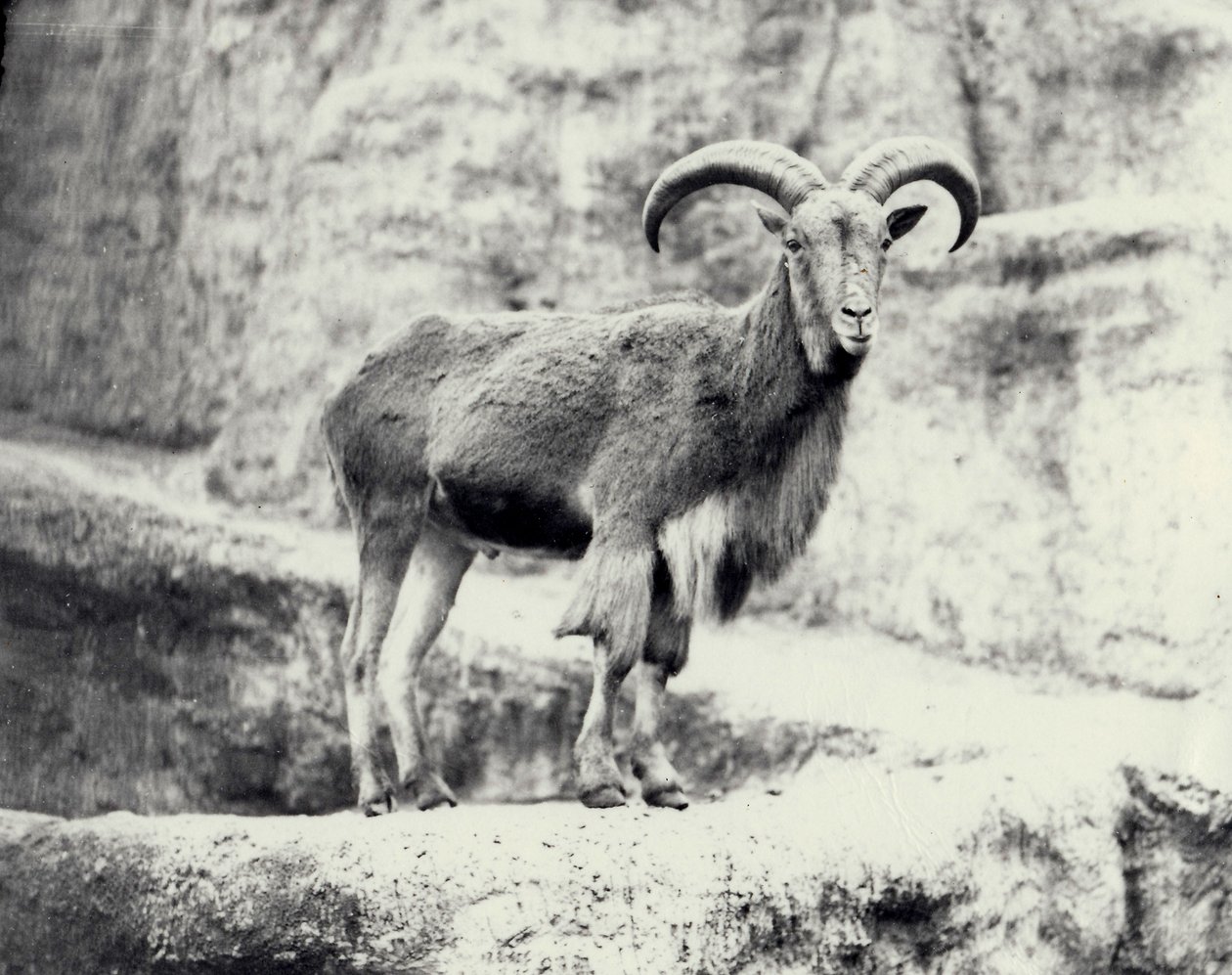 Manliga Barbary-får på Mappin-terrassen, London Zoo, maj 1915 av Frederick William Bond
