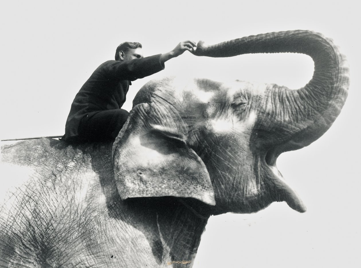 Man som rider på en elefant, juni 1922 av Frederick William Bond