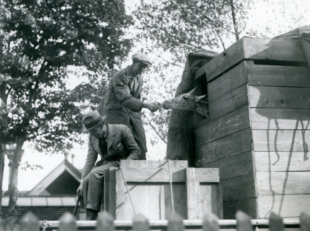 Män som transporterar en ung giraff till London Zoo och erbjuder ett mellanmål vid ankomsten, maj 1923 (bw-foto) av Frederick William Bond
