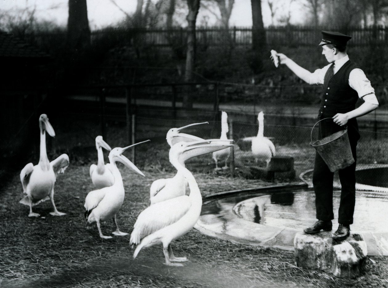 Pelikaner som matas med fisk av sin skötare vid poolen, London Zoo, december 1922 (svartvitt foto) av Frederick William Bond