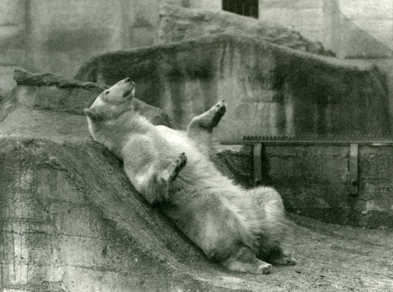 Isbjörnen Sam, liggande i sin inhägnad vid foten av Mappin Terraces, London Zoo, 1923 (svart fotografi) av Frederick William Bond