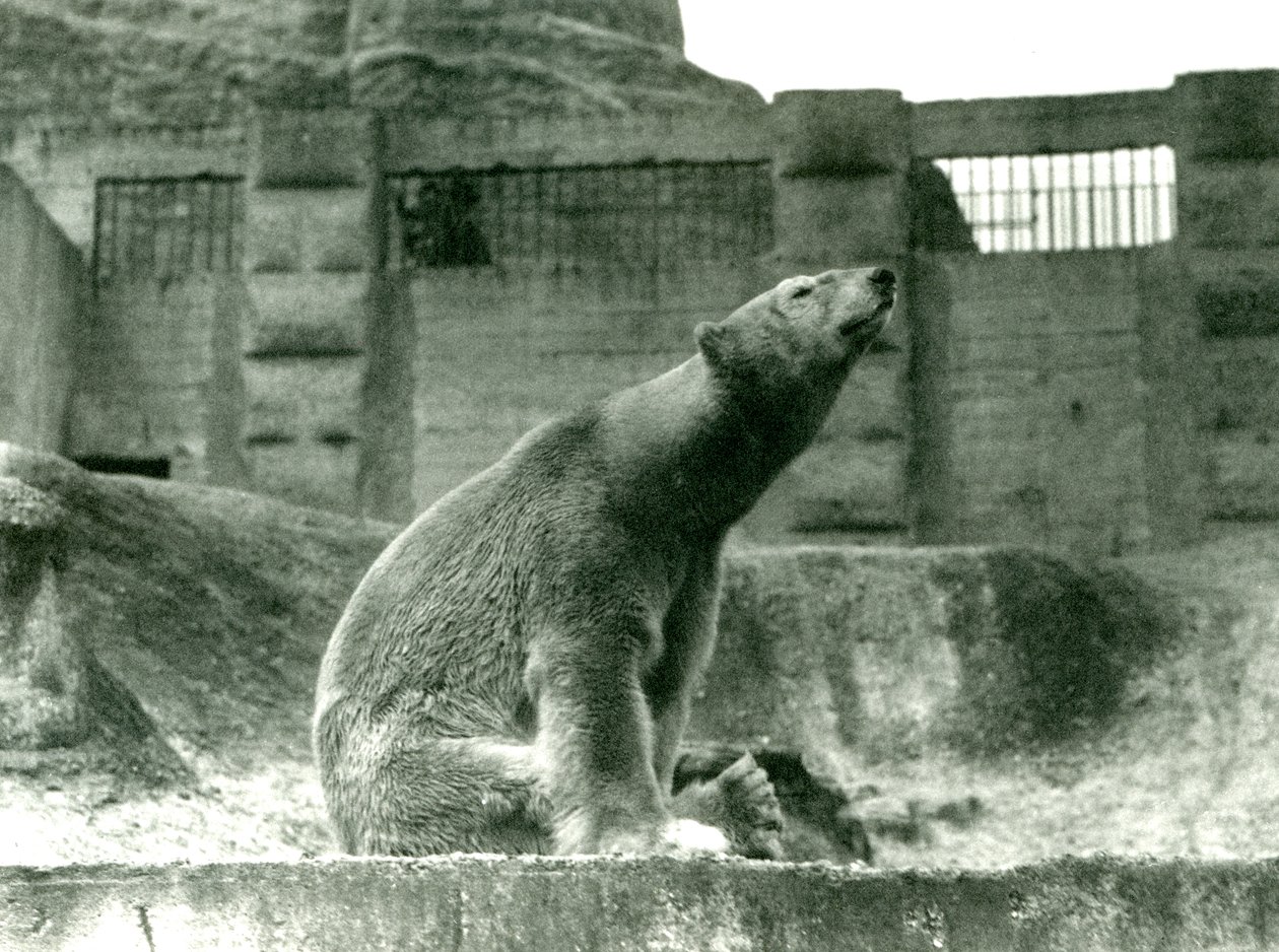 Isbjörnen Sam sitter i sin inhägnad vid foten av Mappin Terraces, London Zoo, 1923 (svart foto) av Frederick William Bond
