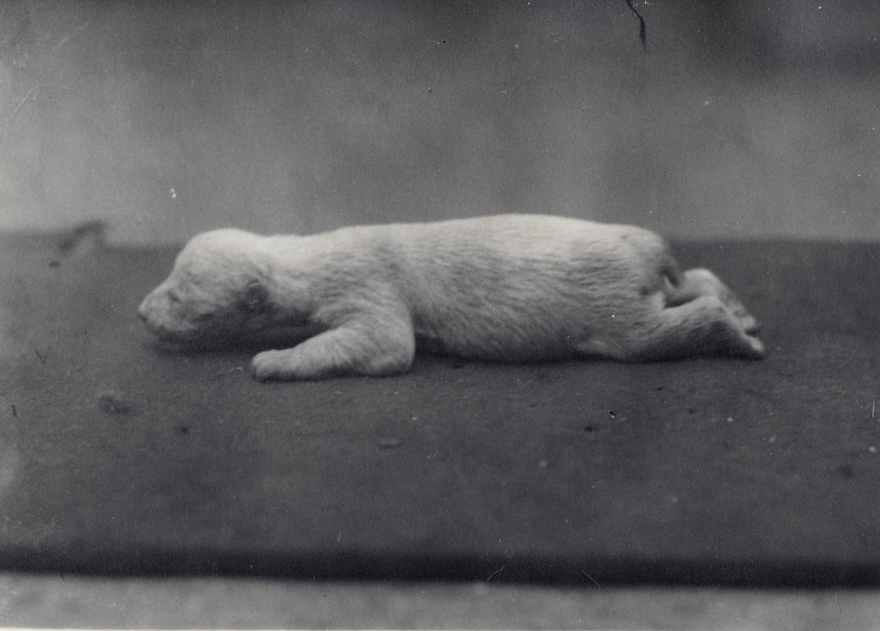 Isbjörnsunge med ännu inte öppna ögon, liggande på en filt på London Zoo, januari 1920 av Frederick William Bond