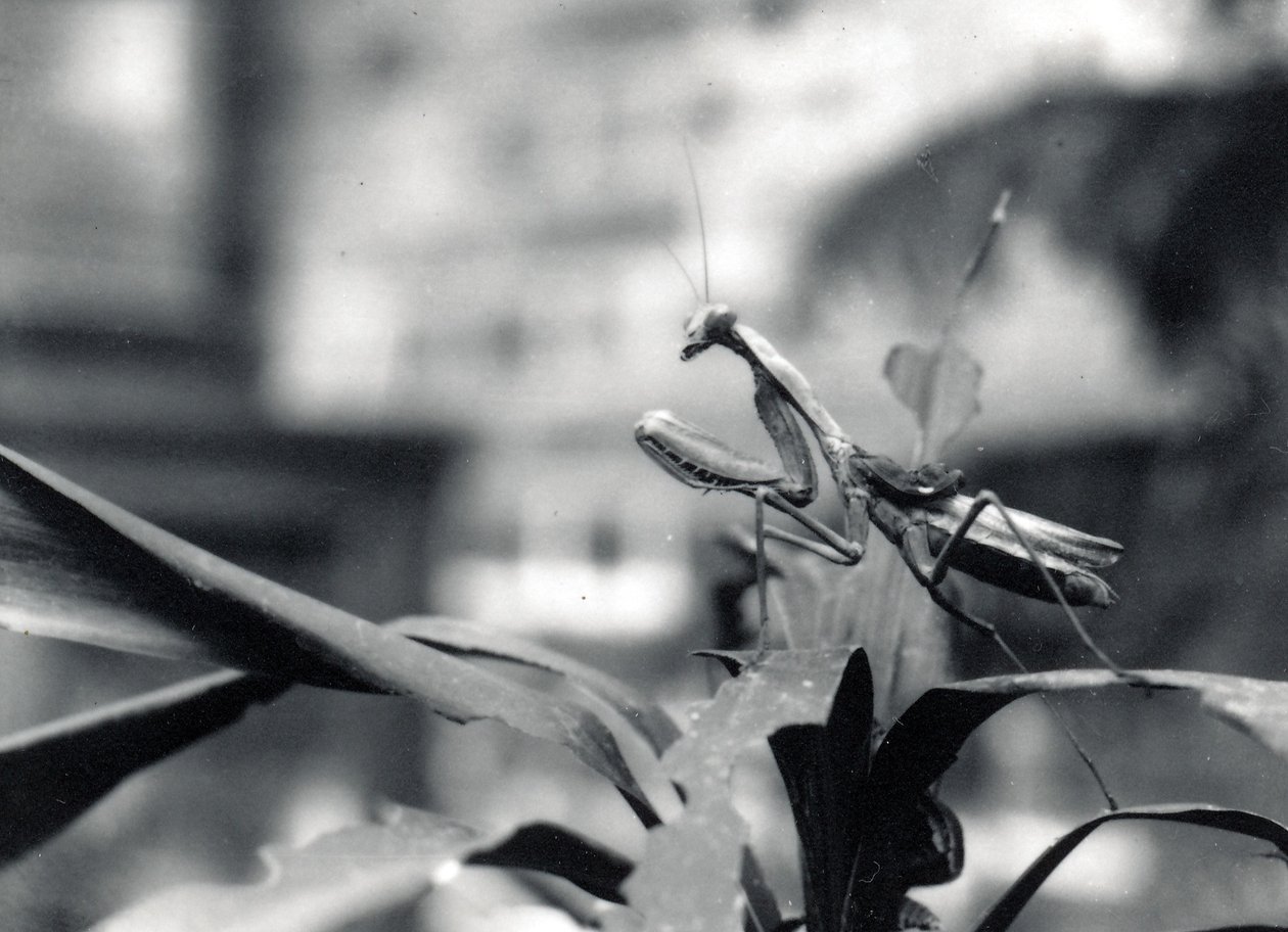 Mantis, 1915 av Frederick William Bond