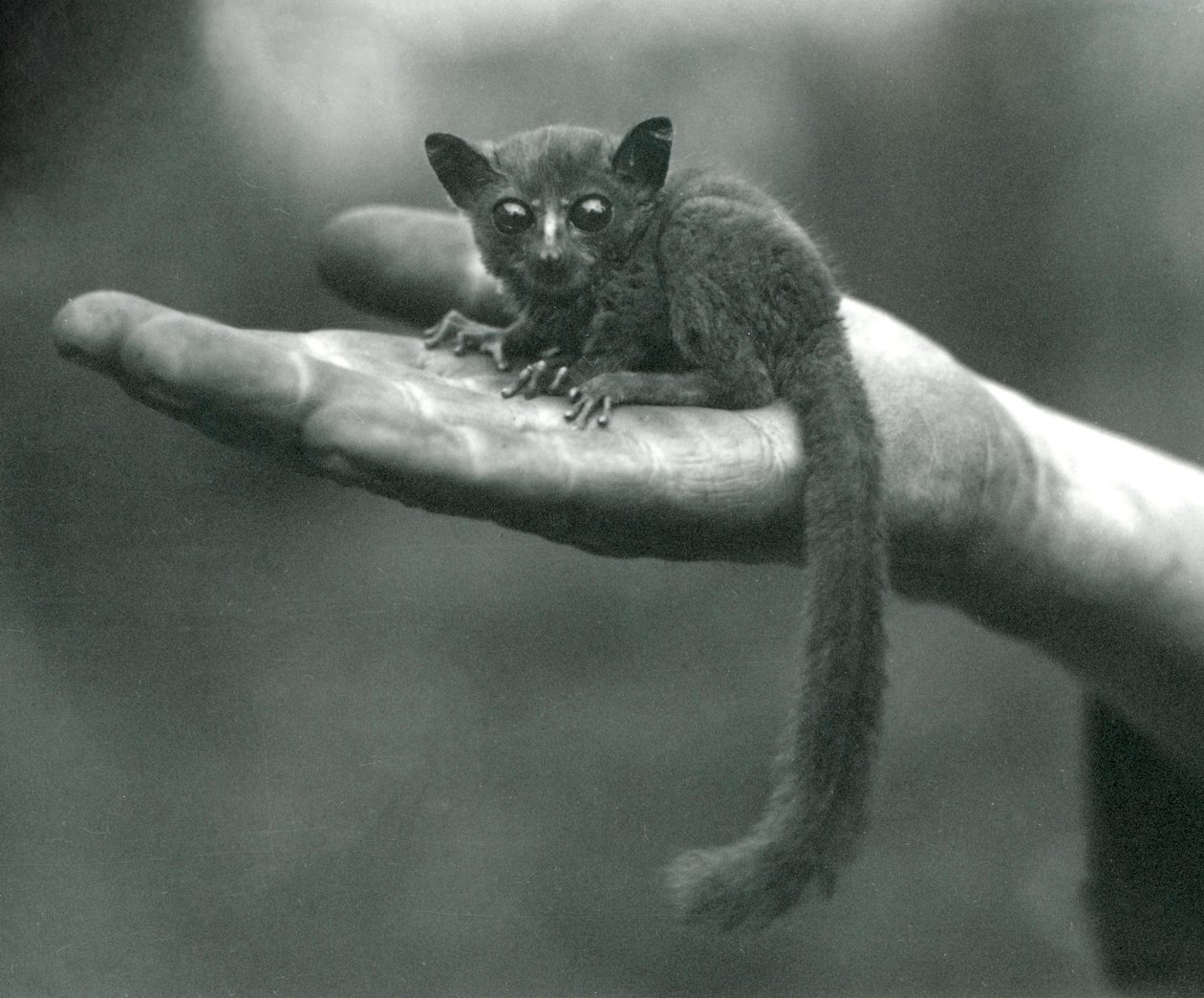 Prins Demidoff Galago eller Bushbaby vilar i handflatan på djurhållaren i London Zoo, april 1917 av Frederick William Bond