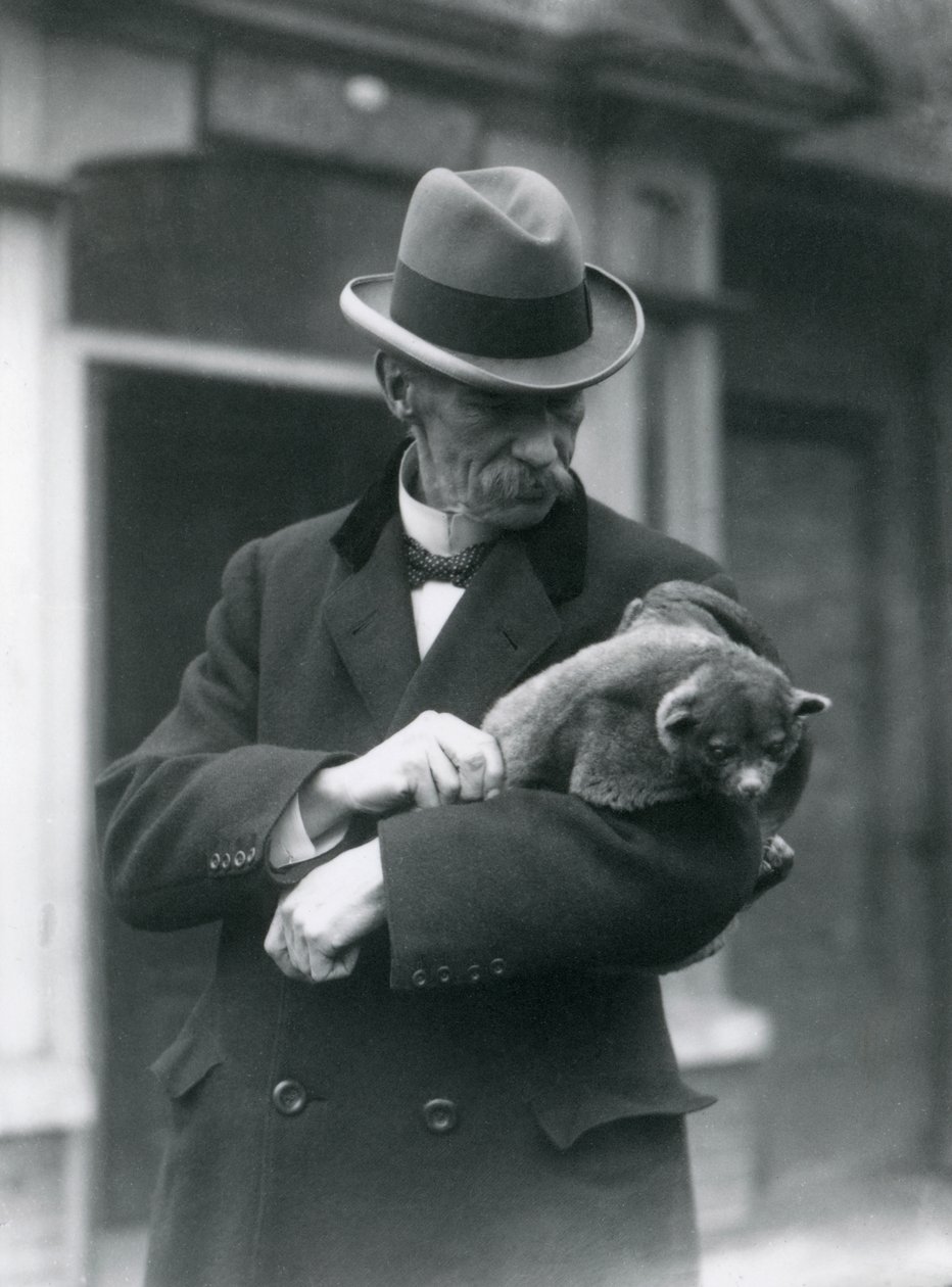 Reginald Innes Pocock F.R.S. har en kinkajou, London Zoo, 1923 (bw-foto) av Frederick William Bond