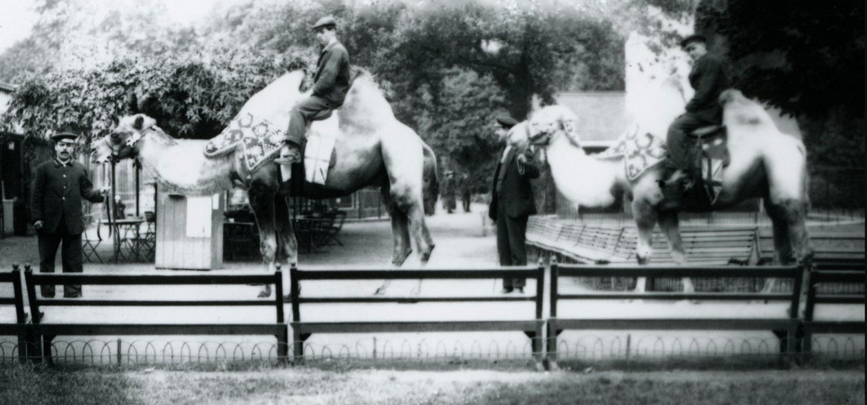 Ridande kameler prydda för fredsdagens firande, 19 juli 1919 av Frederick William Bond