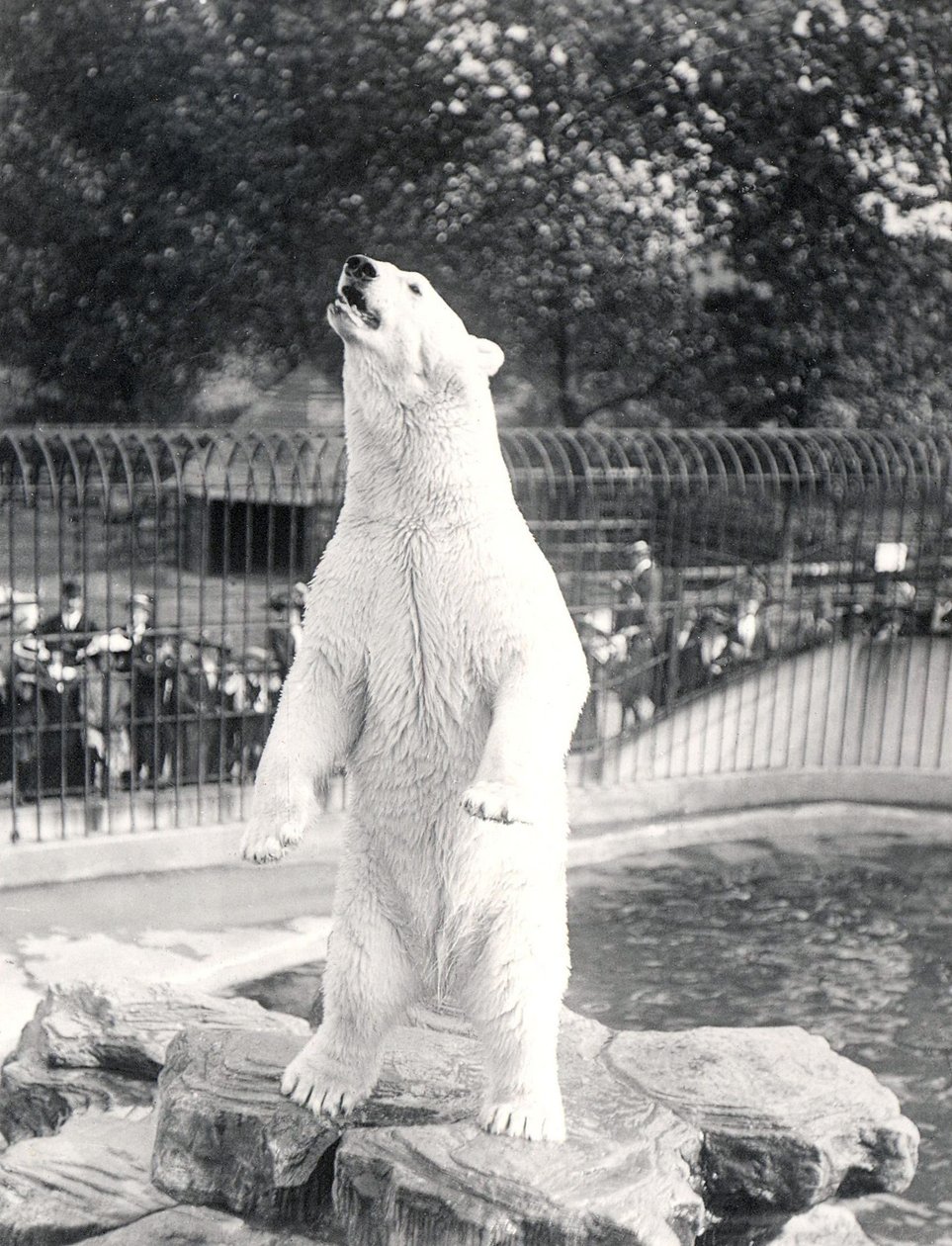 Isbjörnen Sam tigger mat på ZSL London Zoo, 1912 av Frederick William Bond