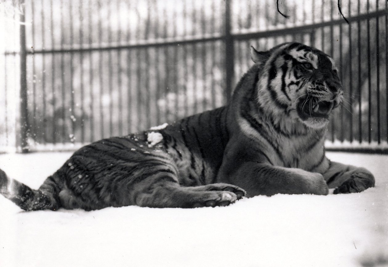 Sibirisk tiger i snön av Frederick William Bond