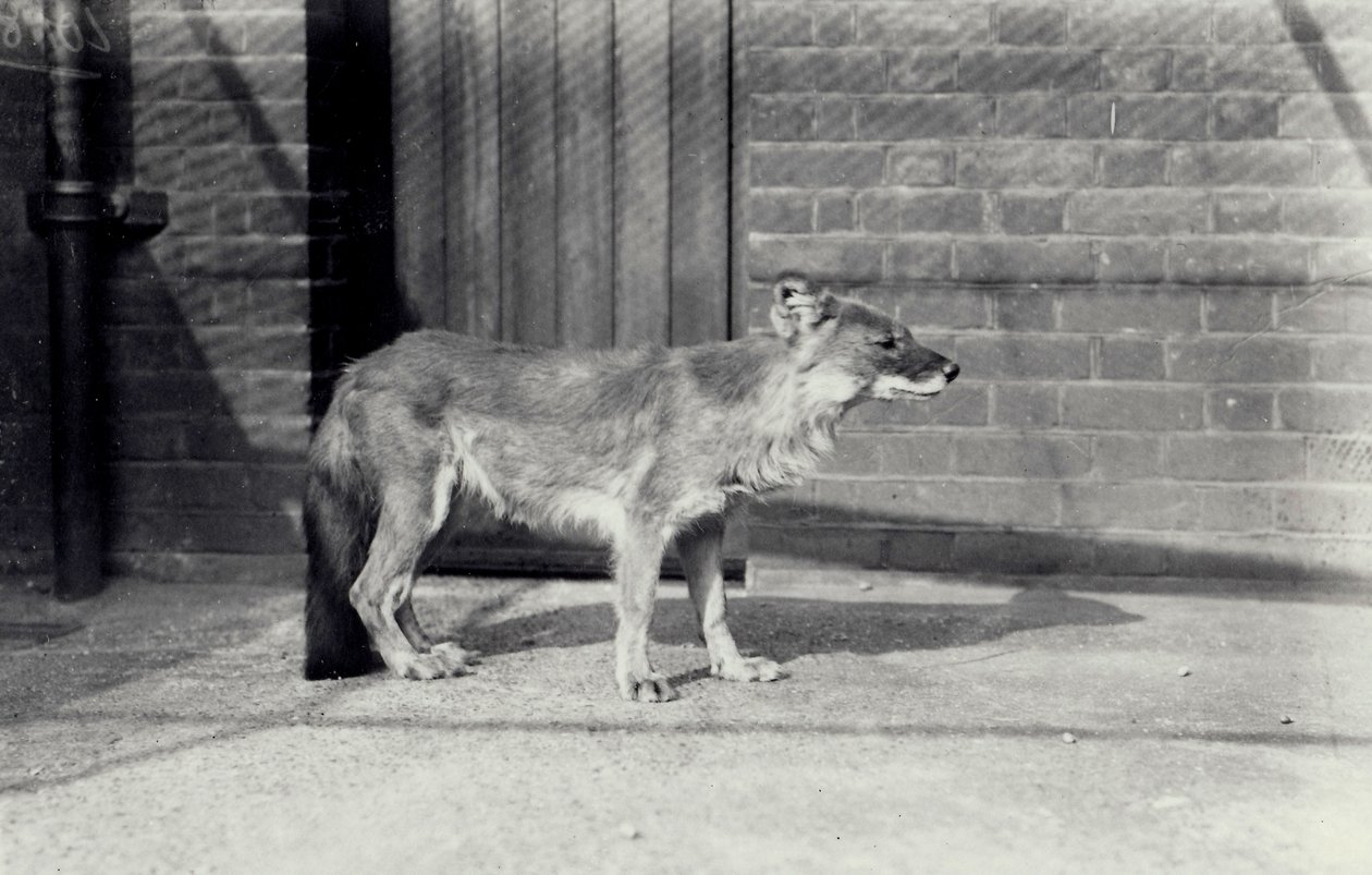 Sibirisk vildhund eller dhole på London Zoo, oktober 1916 av Frederick William Bond