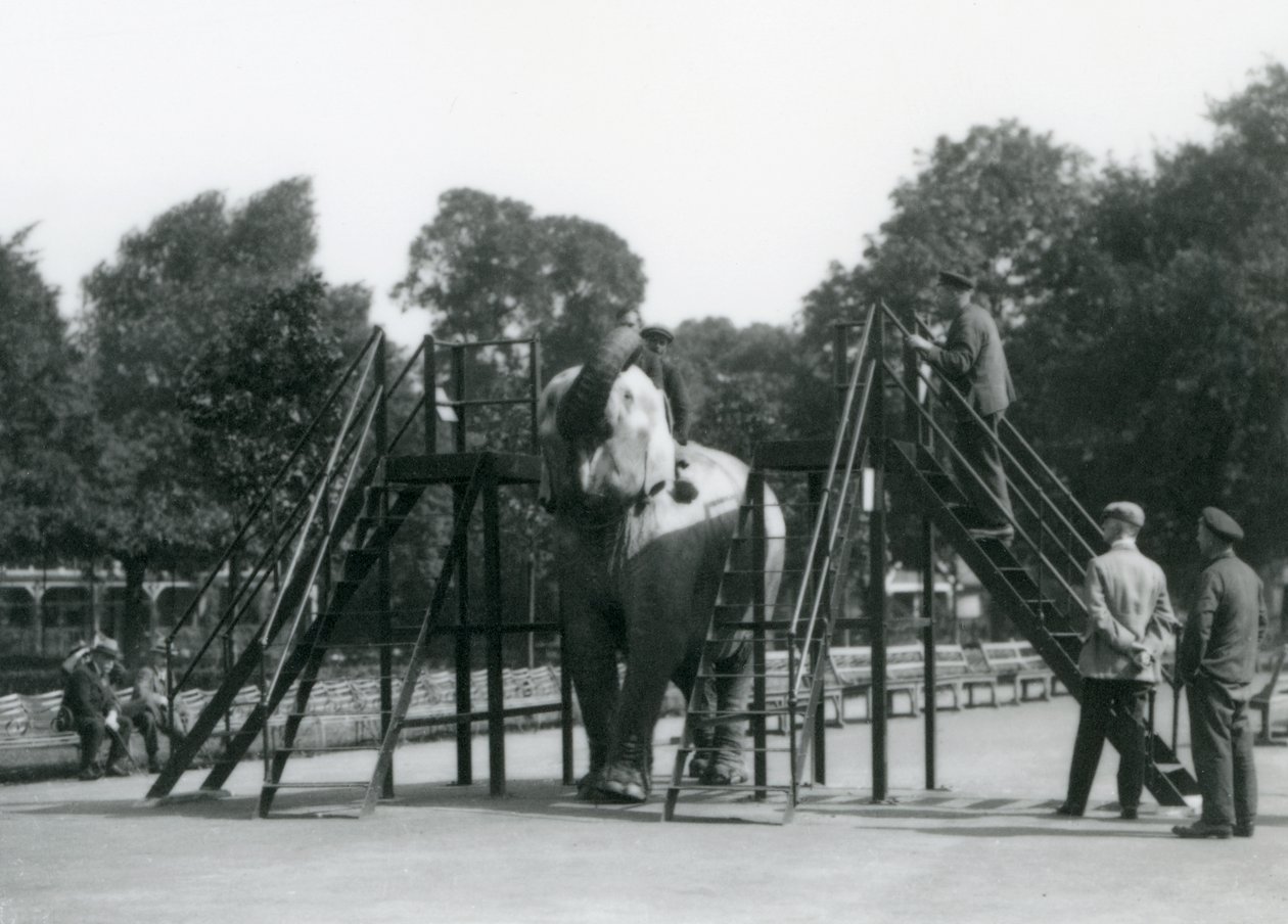 Syed Ali tränar Indiarani, medan övrig personal och djurskötare tittar på, London Zoo, juni 1922 (svart foto). av Frederick William Bond
