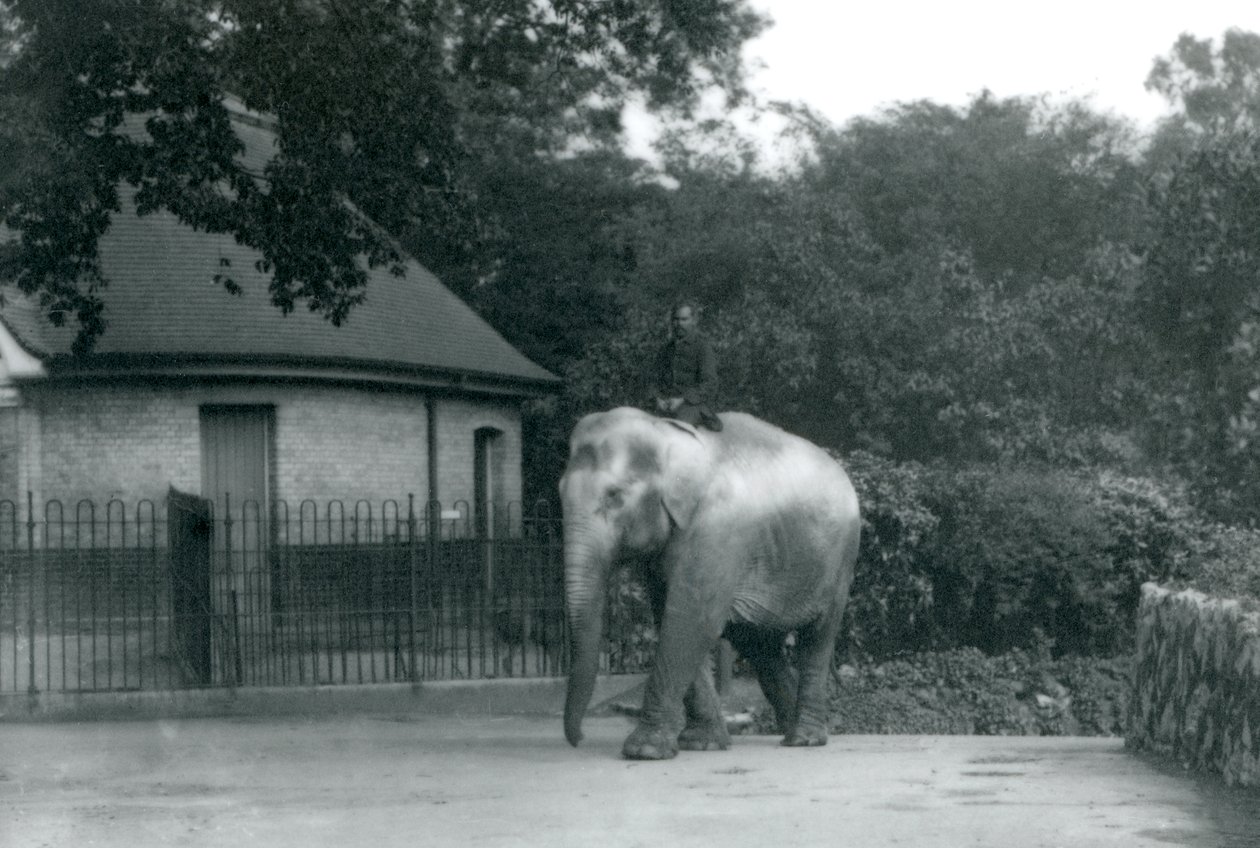 Syed Ali tränar Indiarani, medan övrig personal och djurskötare tittar på, London Zoo, juni 1922 (svart foto). av Frederick William Bond