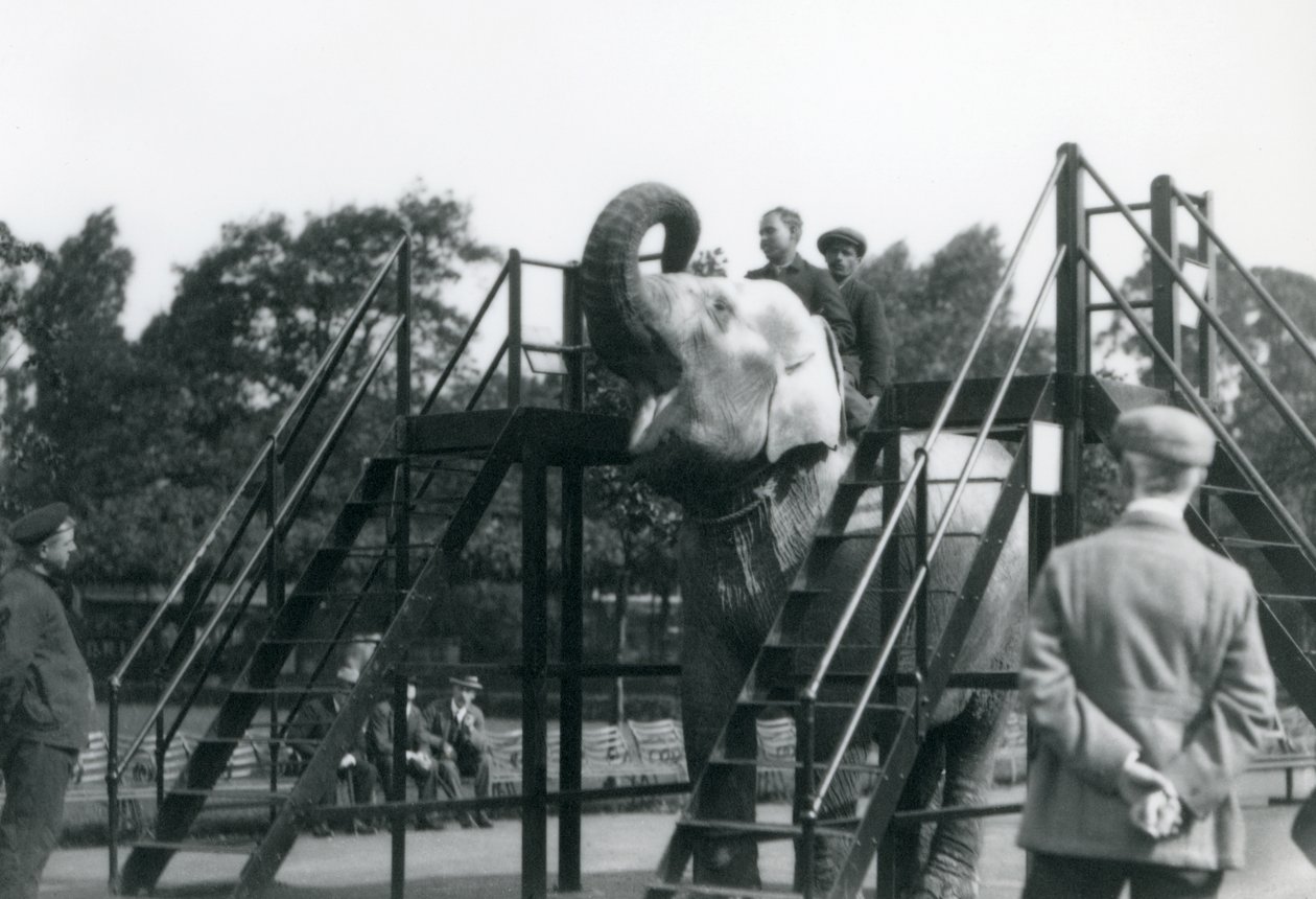 Syed Ali tränar Indiarani, medan övrig personal och djurskötare tittar på, London Zoo, juni 1922 (svart foto). av Frederick William Bond