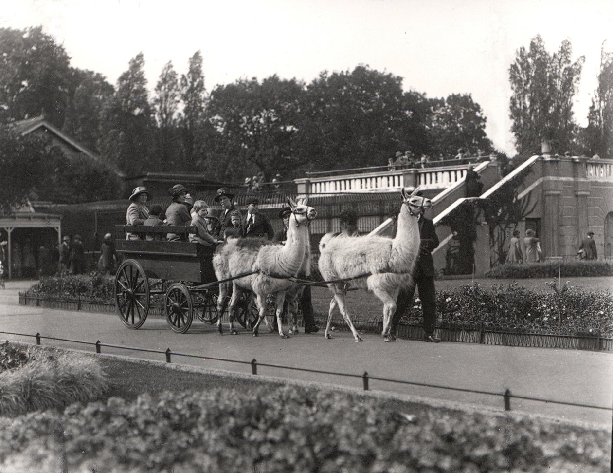 Lama-ridning - en gång i tiden ett inslag på ZSL London Zoo, september 1923 av Frederick William Bond