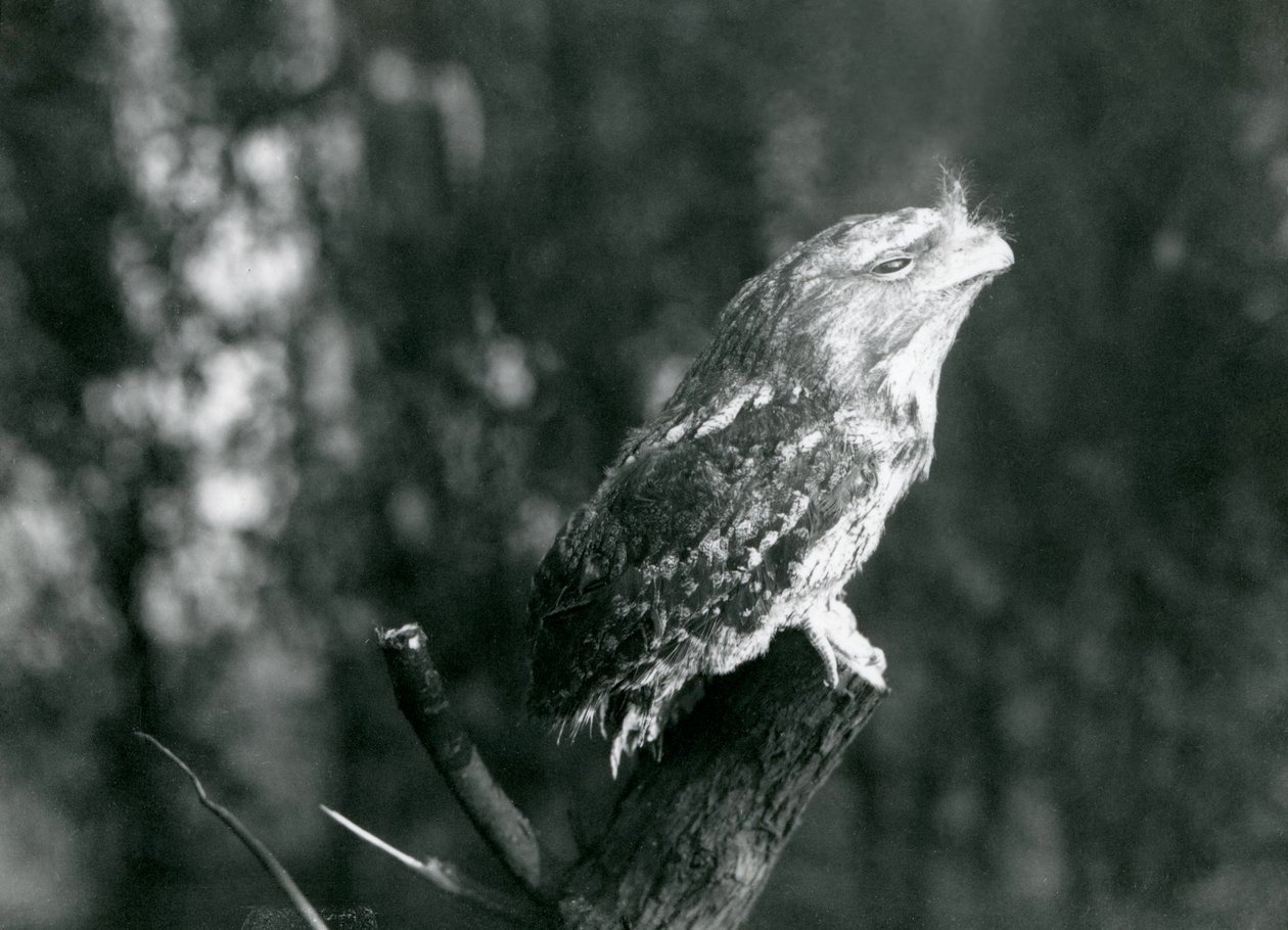 Den kryptiska fjäderdräkten och den vilande ställningen hos en grodmule kamouflerar den på en gren i London Zoo, december 1921. av Frederick William Bond
