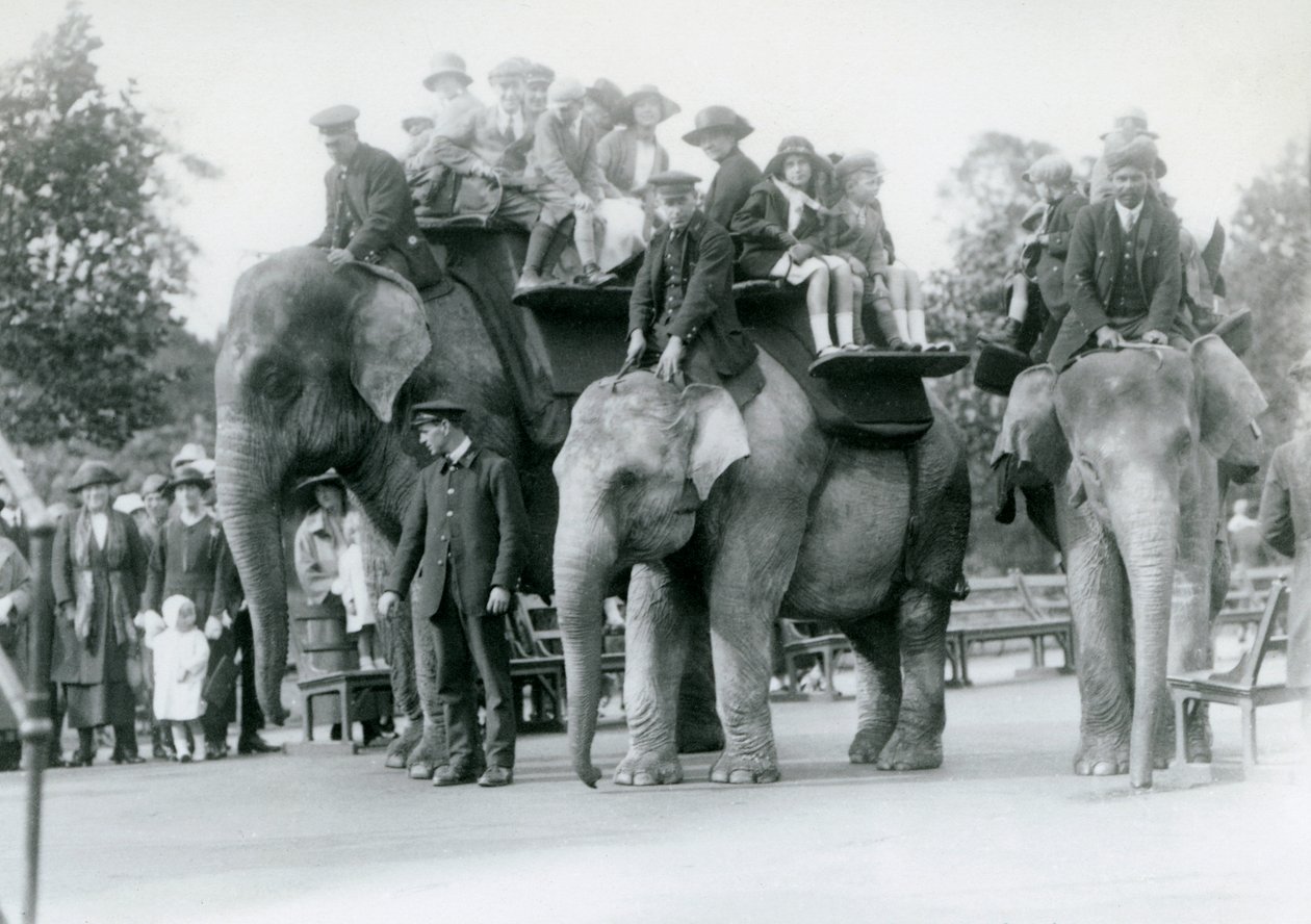 Tre indiska elefanter ger besökarridning på London Zoo, 1923 (bw-foto) av Frederick William Bond