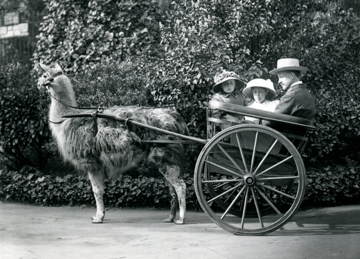 Tre besökare, varav två unga flickor, åker i en vagn som dras av en lama, London Zoo, ca 1912. av Frederick William Bond