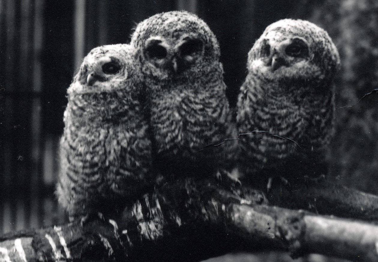 Tre unga Tawny Owls sitter på en gren av Frederick William Bond