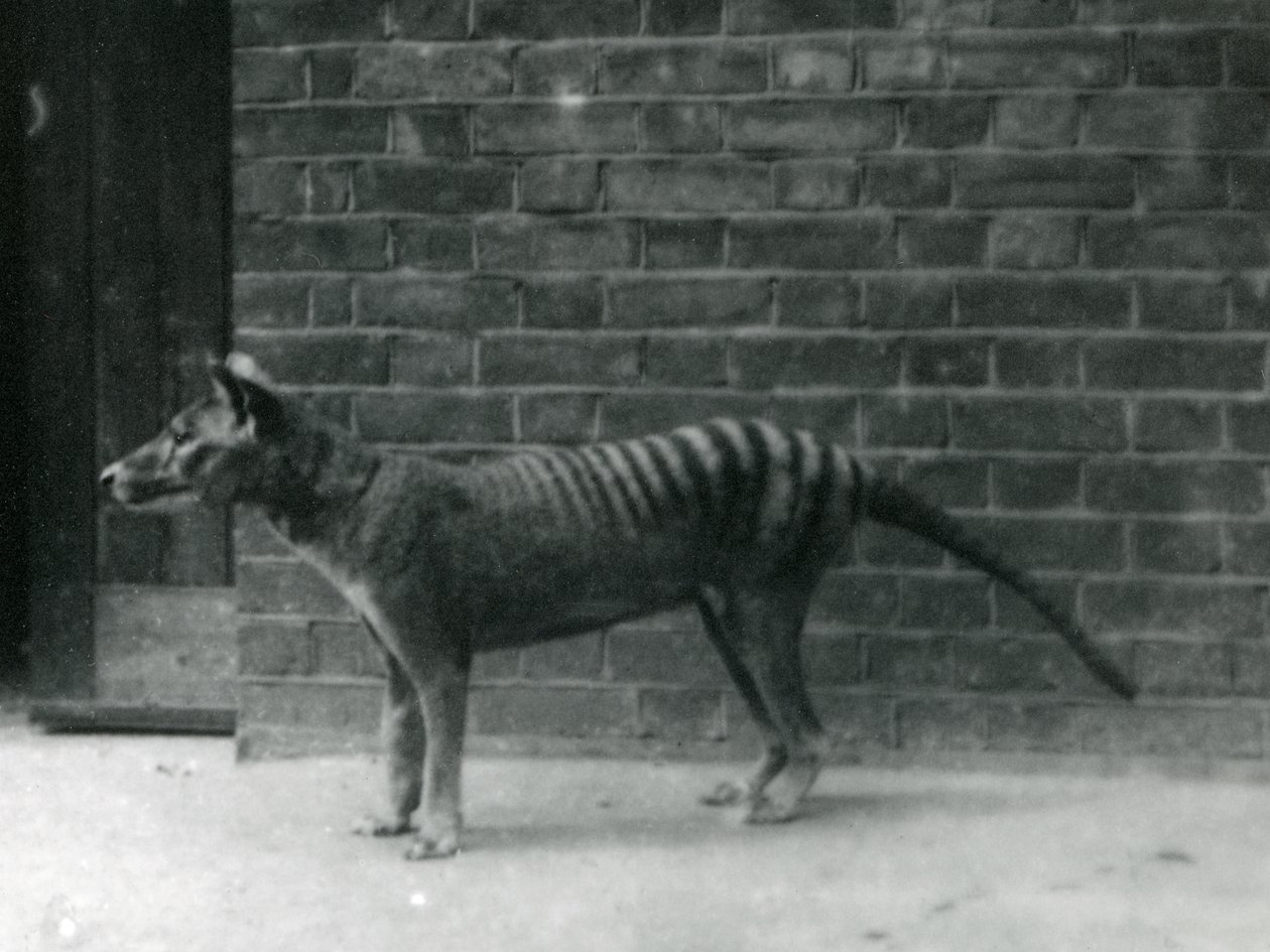 Thylacine Tasmanian Wolf på London Zoo. Thylacine tros ha dött ut 1933. Sammanlagt ställde London Zoo ut 20 tylaciner mellan 1850 och 1931. av Frederick William Bond