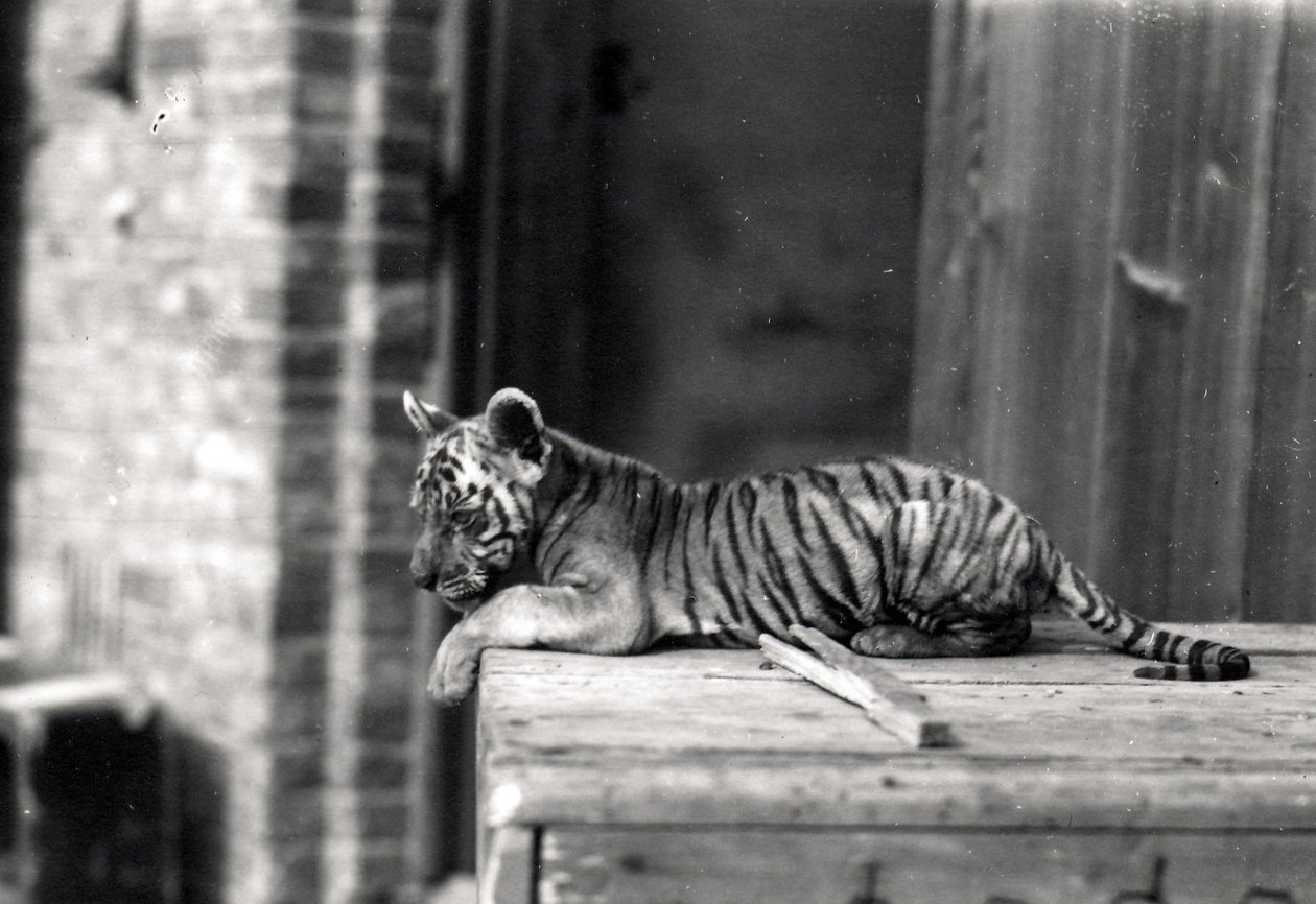 Tigerunge ligger ner, 1914 av Frederick William Bond
