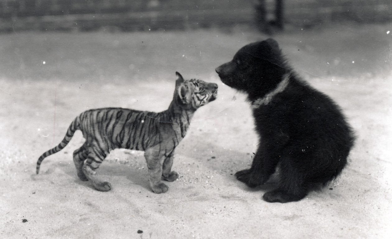Tigerunge möter björnunge, 1914 av Frederick William Bond