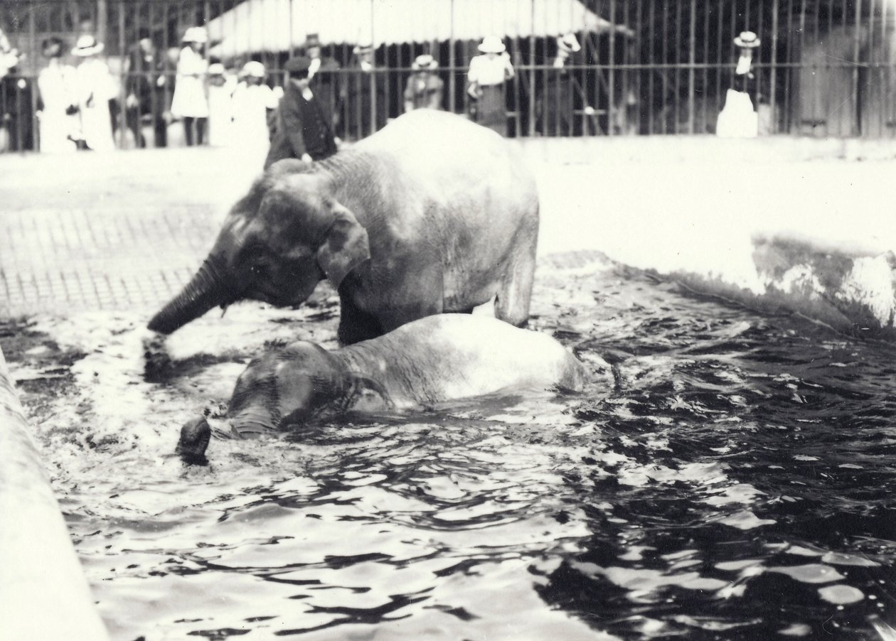 Två asiatiska elefanter som badar i poolen på London Zoo, bevakade av djurhållare och besökare, juni 1914 av Frederick William Bond
