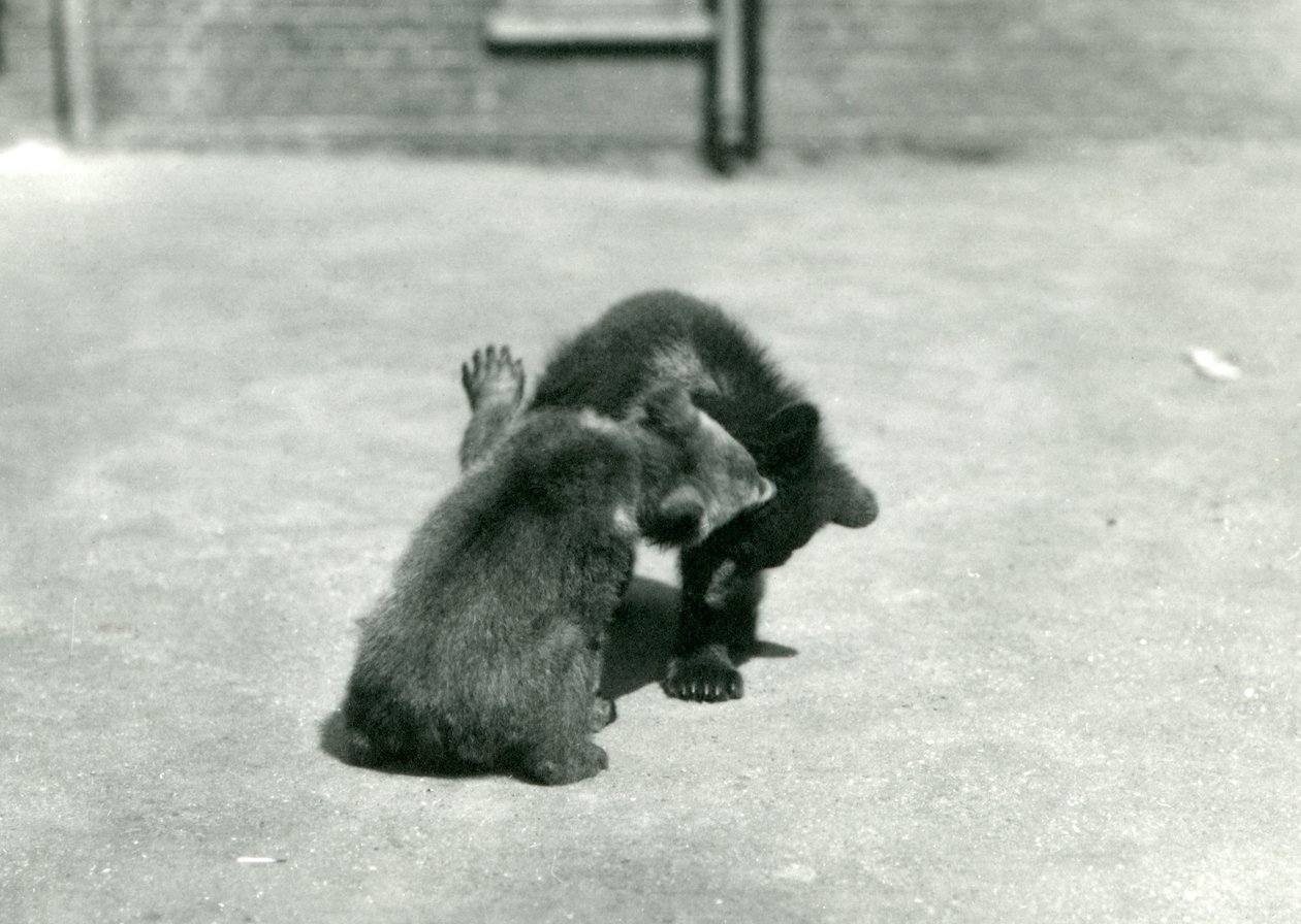 Två brunbjörnsungar leker på London Zoo, juni 1914 av Frederick William Bond