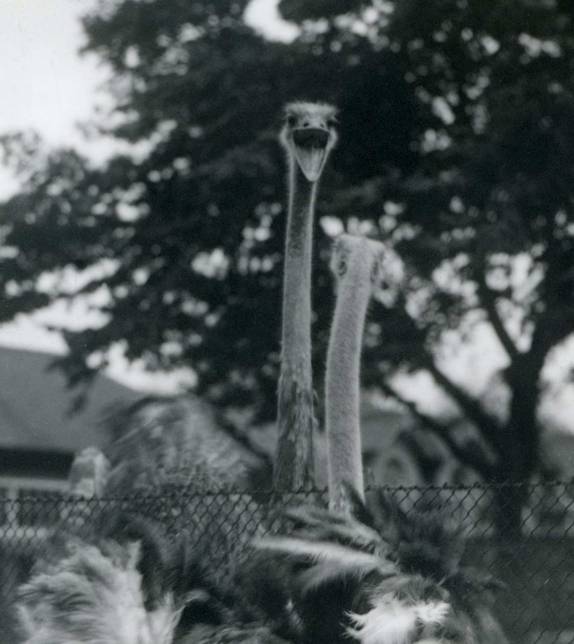 Två strutsar hälsar på varandra över ett staket i London Zoo, 1923 (svartvitt foto) av Frederick William Bond
