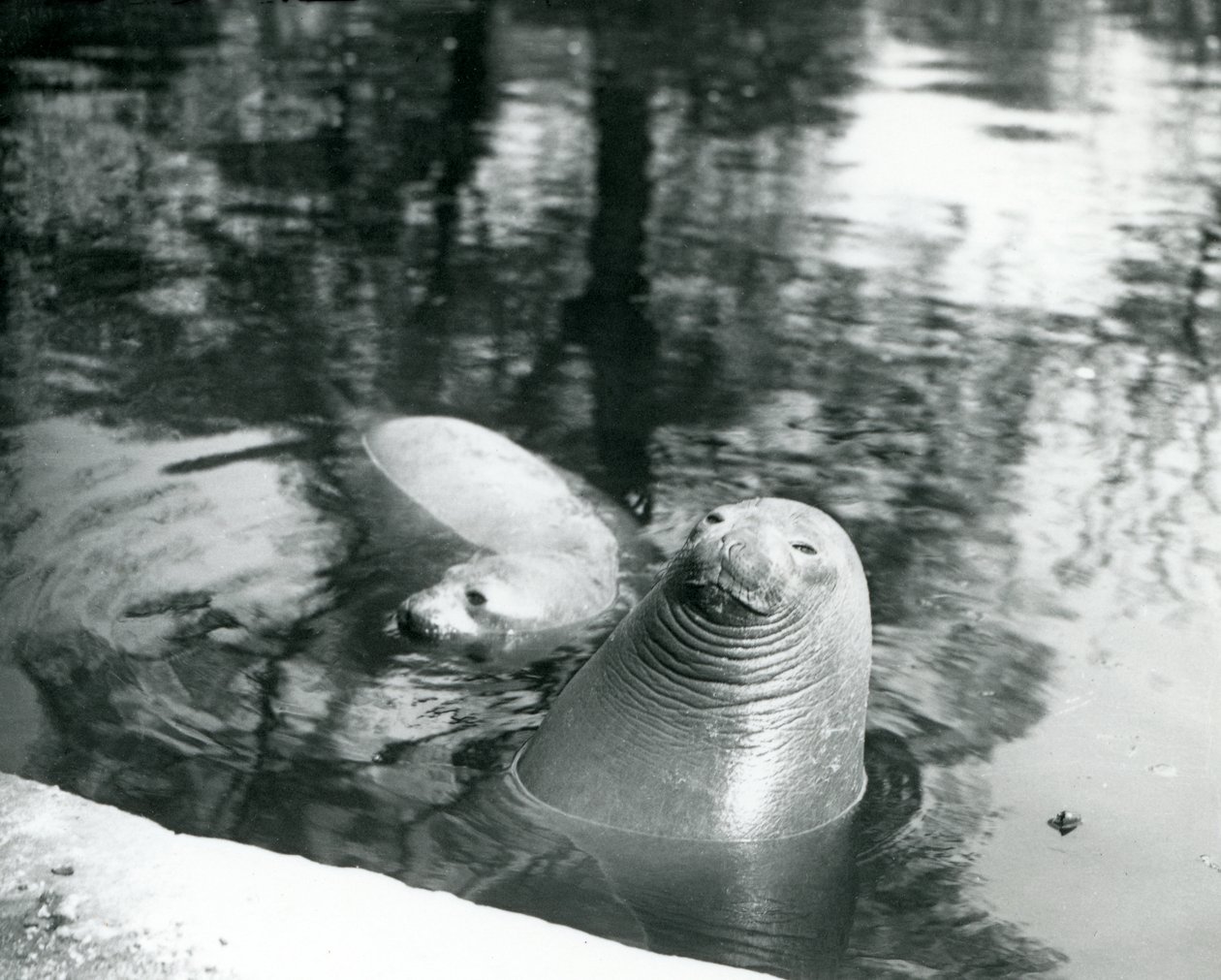 Två södra elefantsälar i deras pool på London Zoo, 20 april 1914 av Frederick William Bond