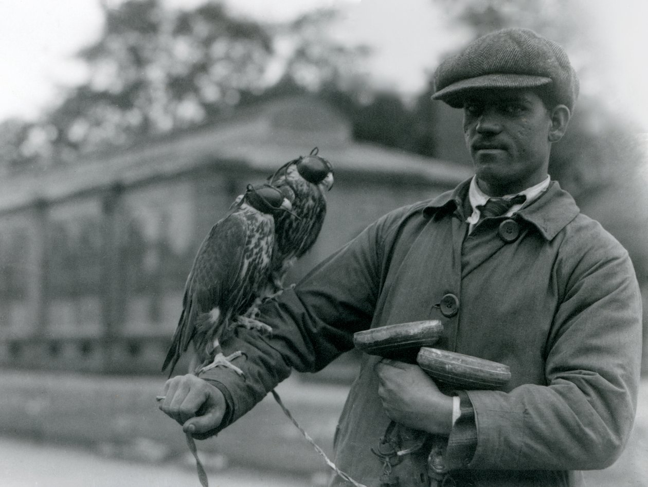 Två huvklädda falkar som sitter på armen på sin falkonerare på London Zoo, juni 1923 (bw foto) av Frederick William Bond