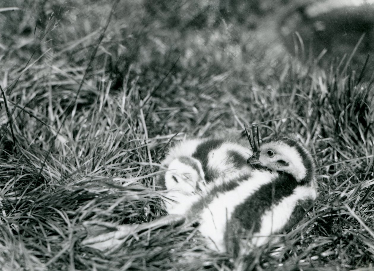 Två unga andinska gäss på London Zoo, augusti 1916. av Frederick William Bond