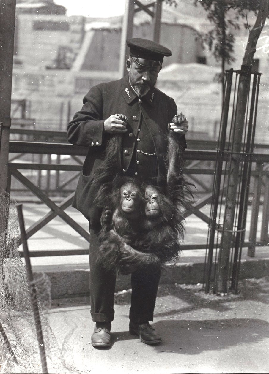 Två unga orangutanger hålls upp i armarna av djurskötare Rodwell i London Zoo, april 1916. av Frederick William Bond